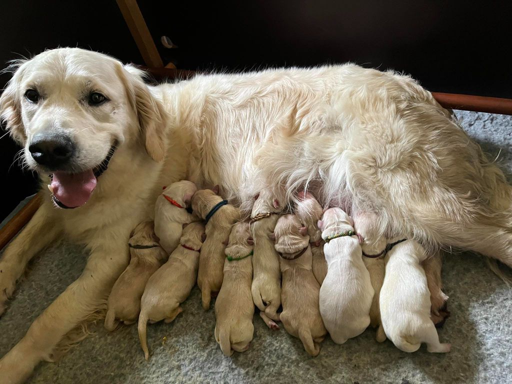 chiot Golden Retriever Du Chemin De La Boulade